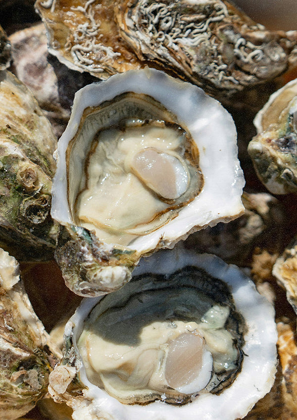 OYSTERS