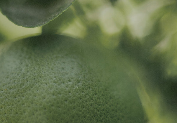 CITRUS